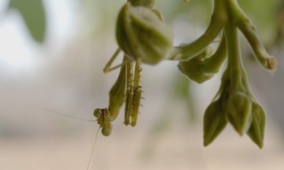 Verhalen uit Zambia
