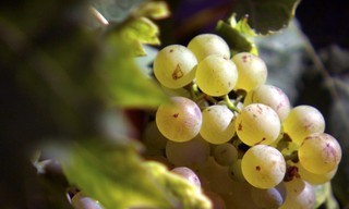 Vielfalt im Glas - Welschriesling neu entdeckt