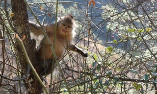 Wild China