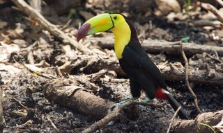 Wild Mexico