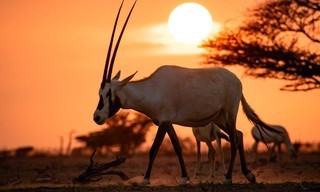 Wild Oman: The wonder of Arabia