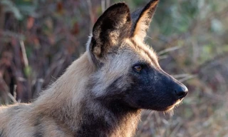 Wilde Honden: Met de Roedel mee
