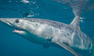 World's Biggest Mako