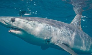 World's Biggest Mako