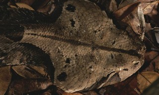 World's Creepiest Killers