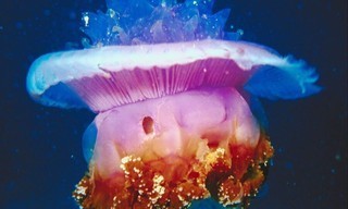 World's Deadliest Jellyfish