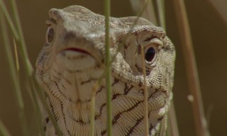 World's Weirdest Animal Faces
