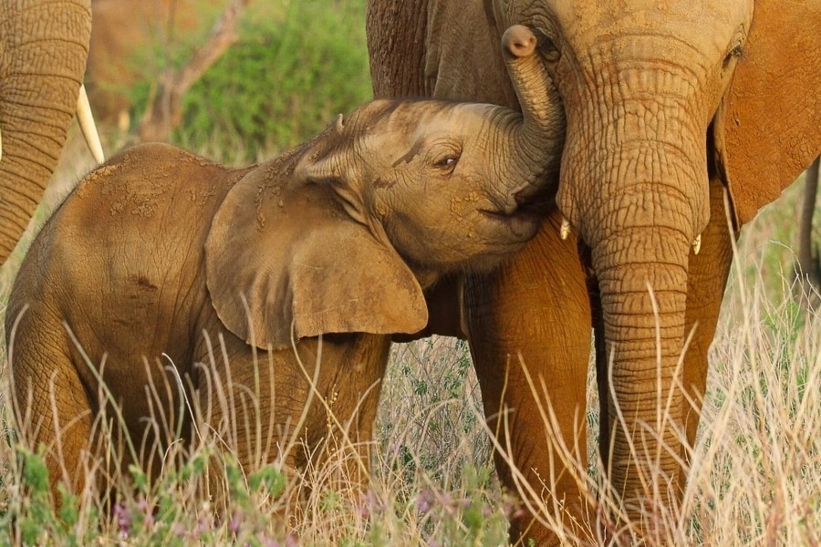 Wild Babies