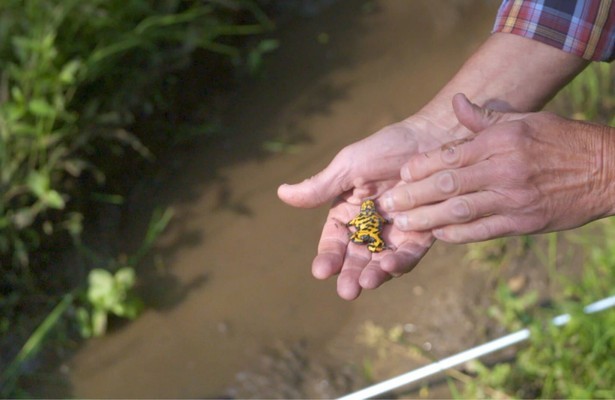 Wildernis onder Water