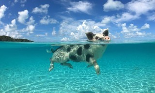 Zotte dieren