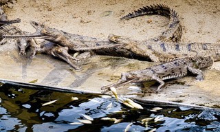 360° Reportage: Im Einsatz für Nepals bedrohte Krokodile