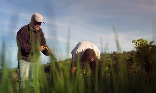 360° Reportage: La Réunion - Die Wiederbelebung des kreolischen Gartens