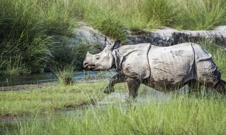 Africa's river titans