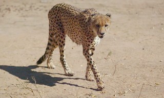 Afrika's natuurparken