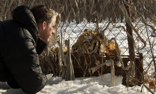 Amba the Russian tiger