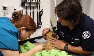 Animal cops Phoenix