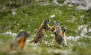 Arlberg - Wild und Weltberühmt