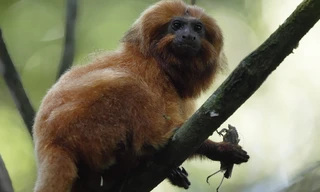 Arten retten im Zoo - Letzte Hoffnung für bedrohte Tiere?