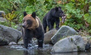 Asia's wild secrets