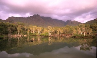 Australia's wild woodlands
