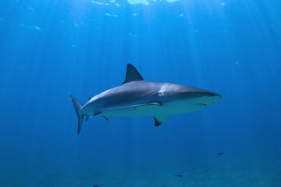 All the Sharks