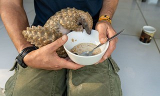 Baby animal rescue
