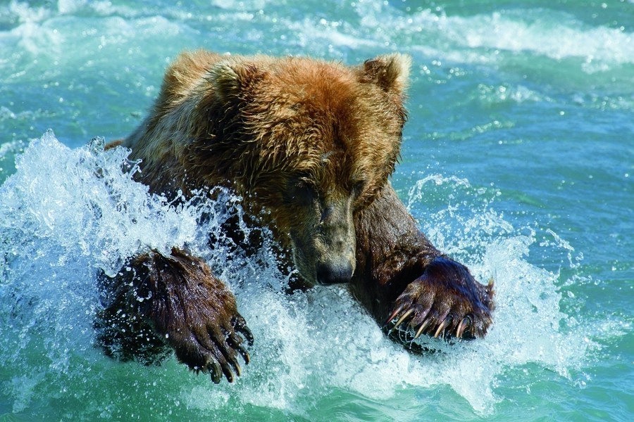 Bears