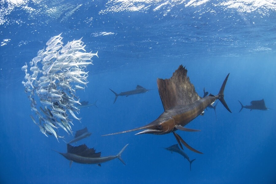 Big Pacific