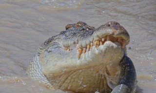 Crocodile - Australia's greatest survivor