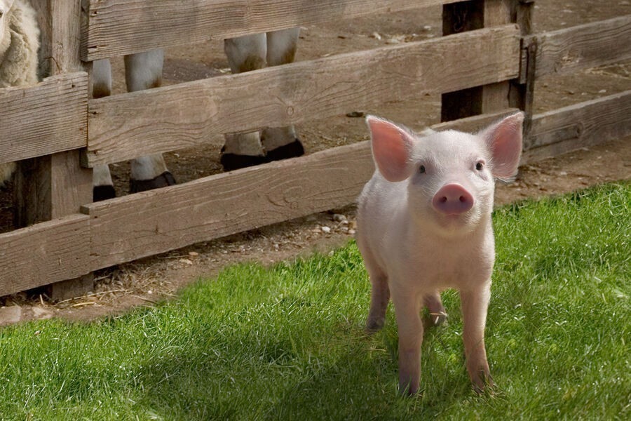 Charlotte's Web