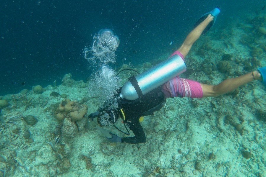 Coral Gardeners