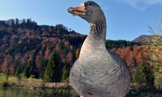 Das Almtal - Mächtige Berge, klares Wasser und faszinierende Wildtiere