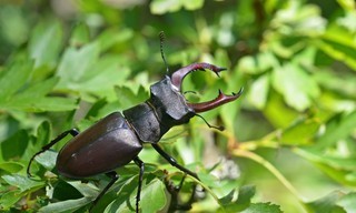 Das geheime Leben der Hirschkäfer