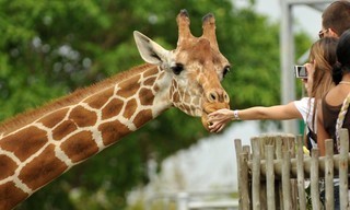 De zoo