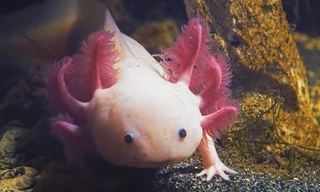 Die verrückte Welt der Amphibien