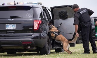 Dog detectives