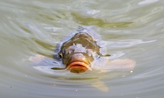 Ernst's OnderWaterWereld