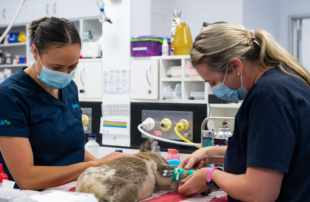 Eerste hulp van een dierenziekenhuis