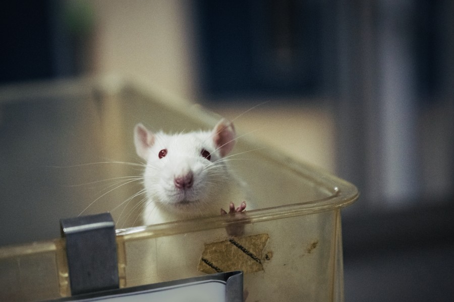 Future Science - The End of Animal Testing?