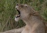 Food trail: South Africa