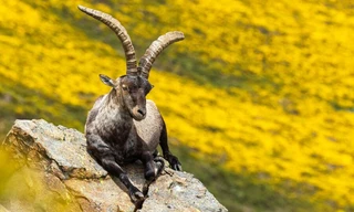 Gredos - King of the mountains