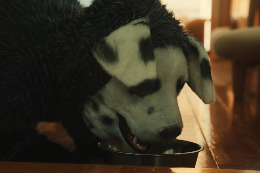 Good Boy