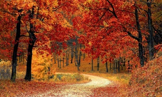 Herfstbeelden