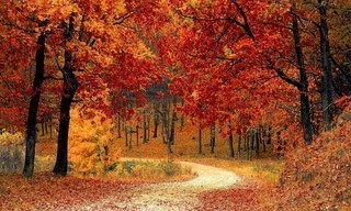 Herfstbeelden