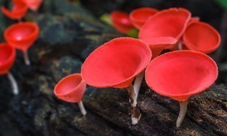 Im Königreich der Pilze