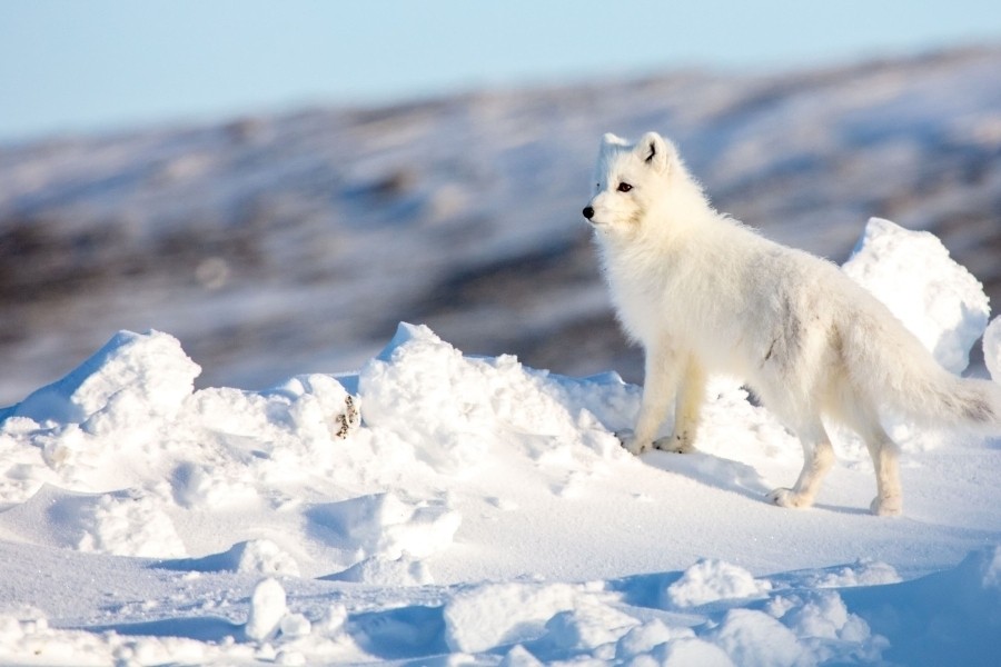 Incredible Animal Journeys