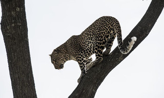 Jade eyed leopard