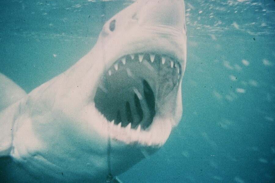 Jaws