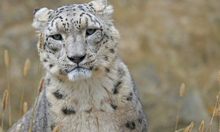 Leopard, Seebär & Co.
