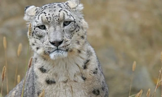 Leopard, Seebär & Co.